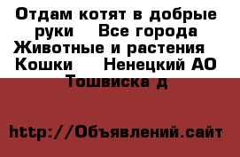 Отдам котят в добрые руки. - Все города Животные и растения » Кошки   . Ненецкий АО,Тошвиска д.